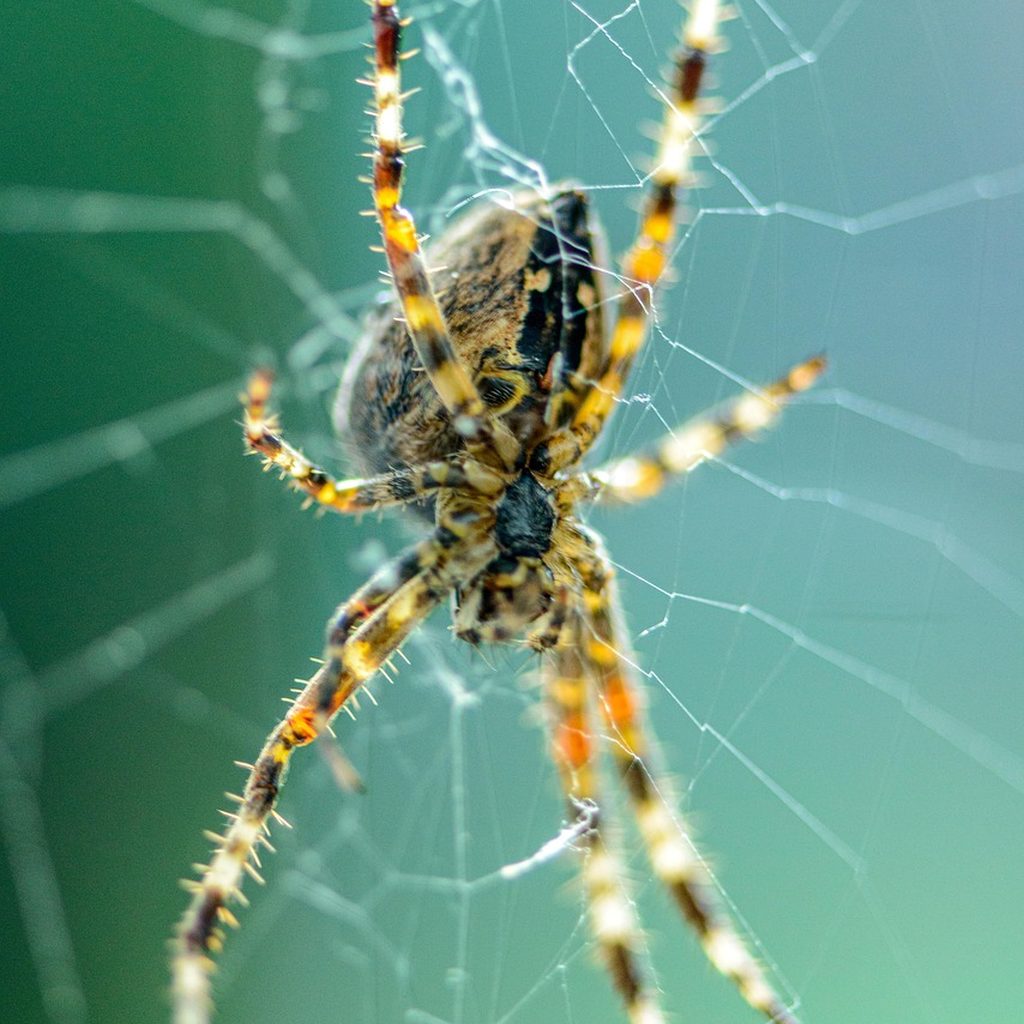 Garden spider resting on its web